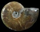 Flashy Red Iridescent Ammonite - Wide #52345-1